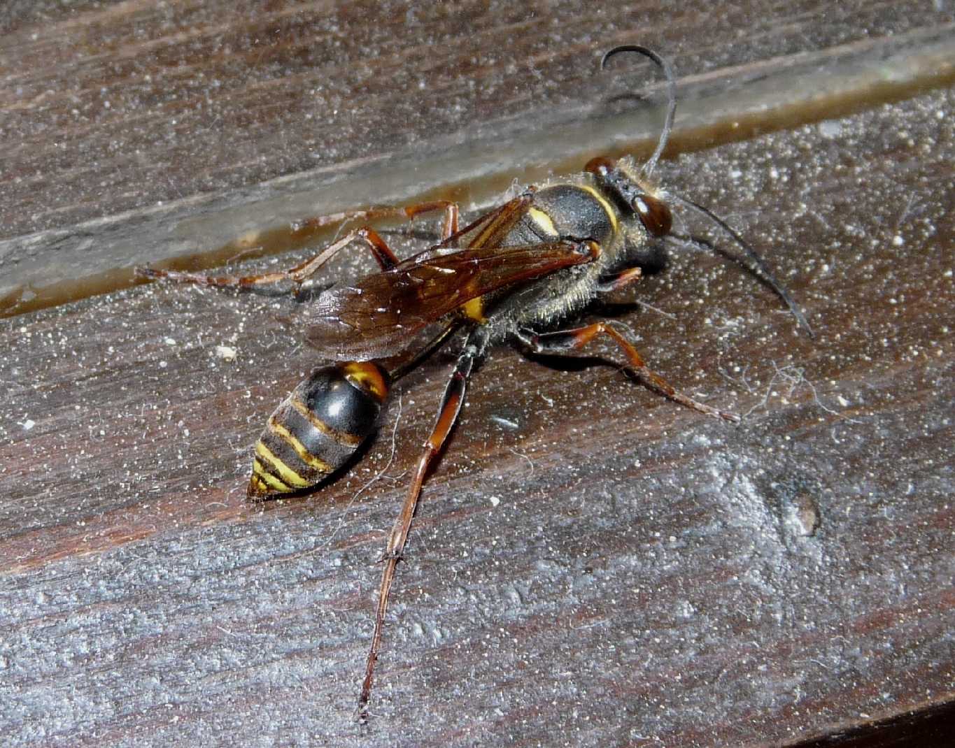 Sceliphron caementarium, spirifex e curvatum