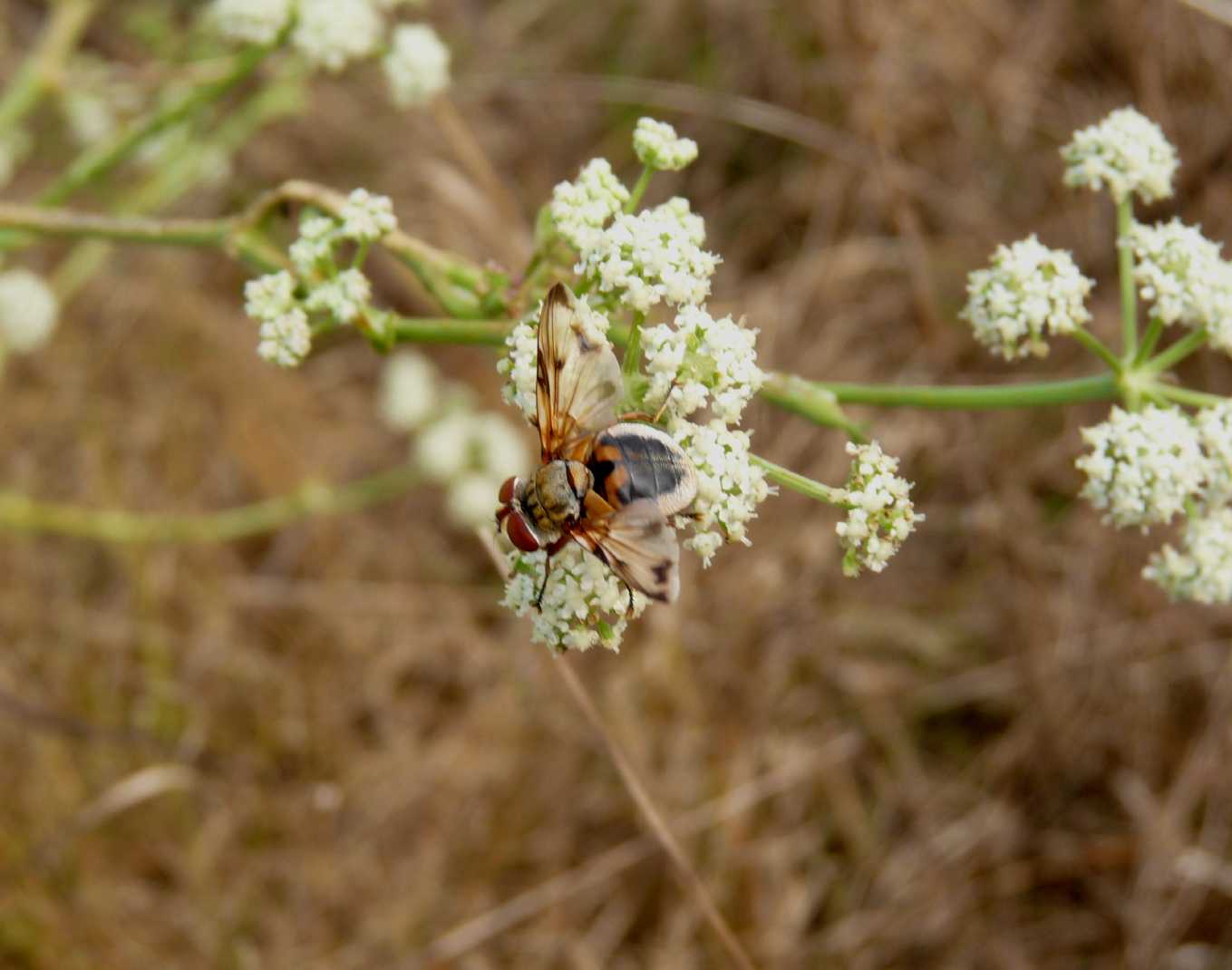 Ectophasia danzante