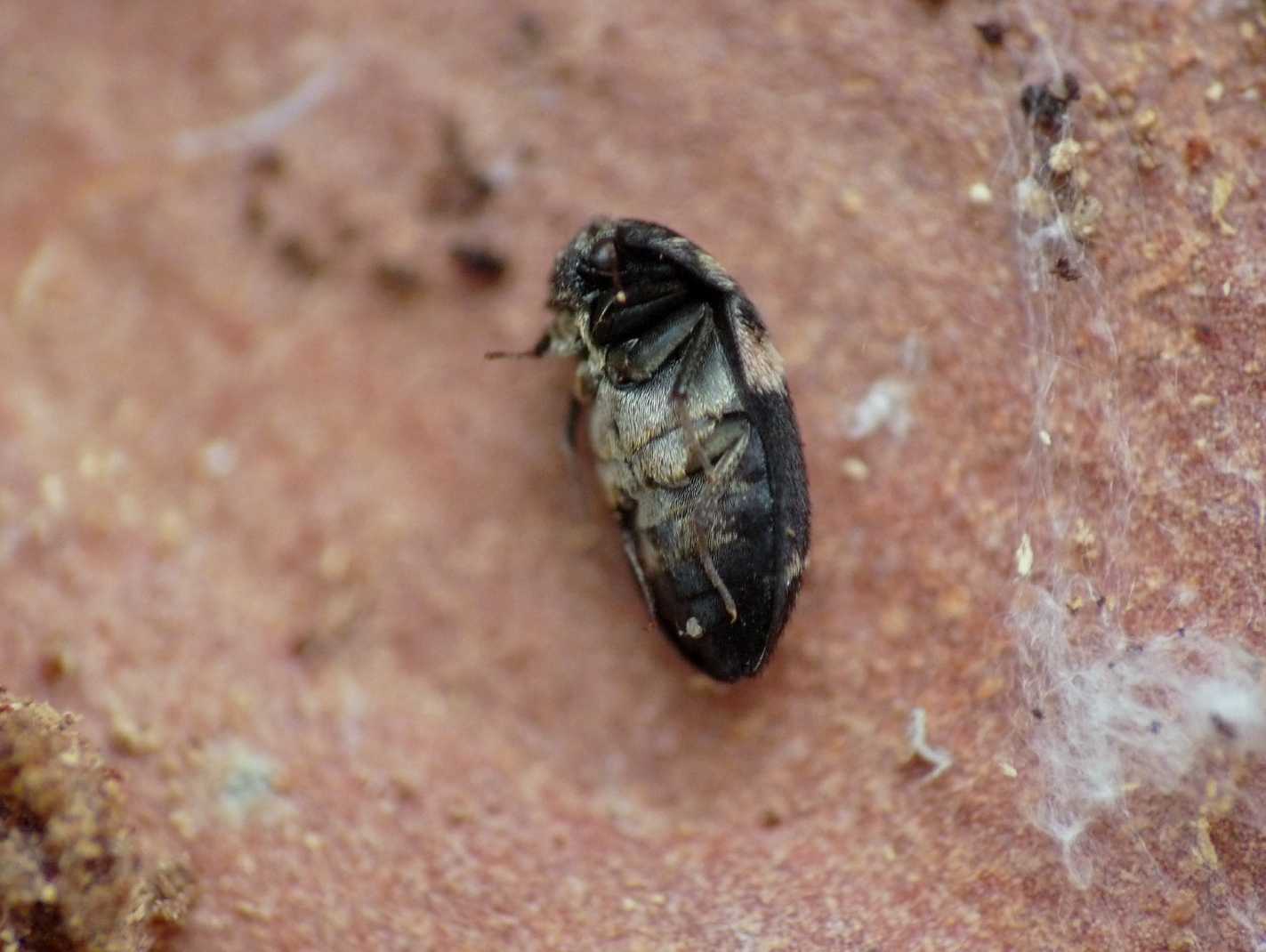 insetto con ciuffo: larve di Dermestidae