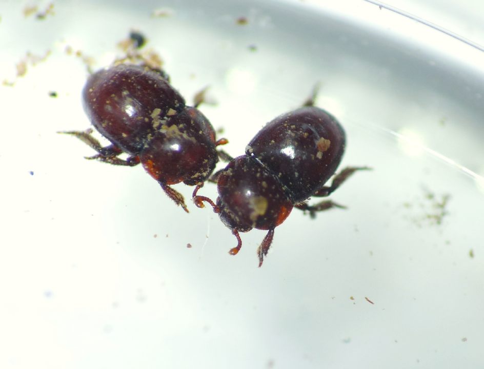 Thorictus grandicollis (Dermestidae)