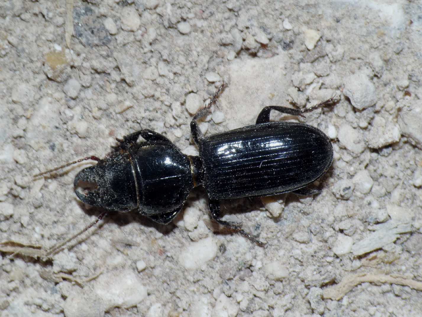 Parallelomorphus? Scarites impressus? No. Distichus planus