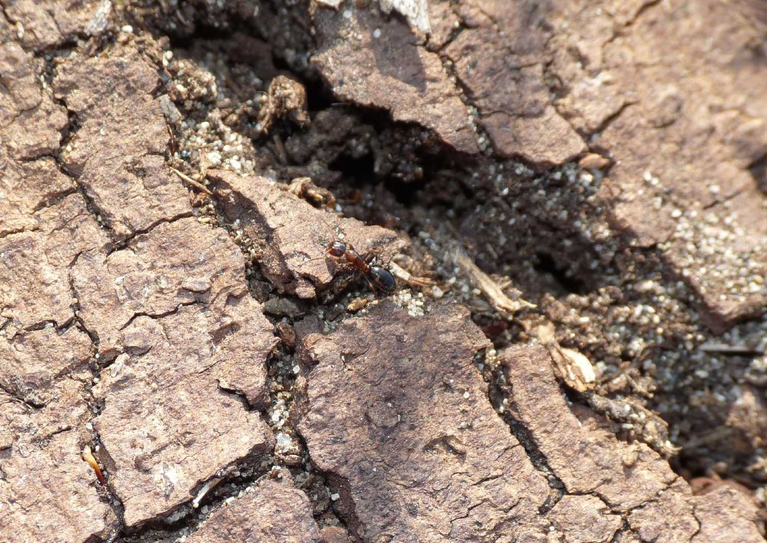 formichina punteggiata (minore di Camponotus truncatus?)