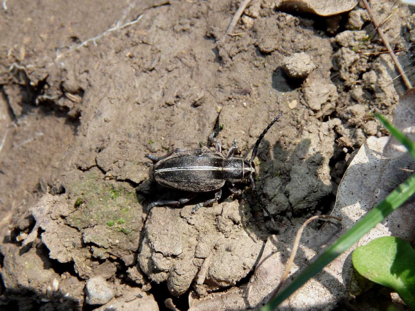 Dorcadion (Pedestredorcadion) etruscum