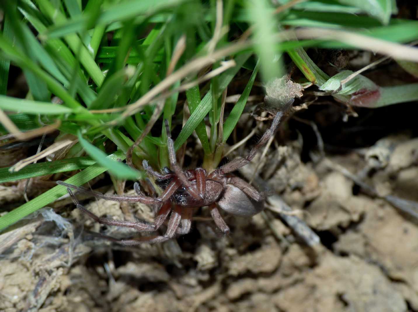 Drassodes sp