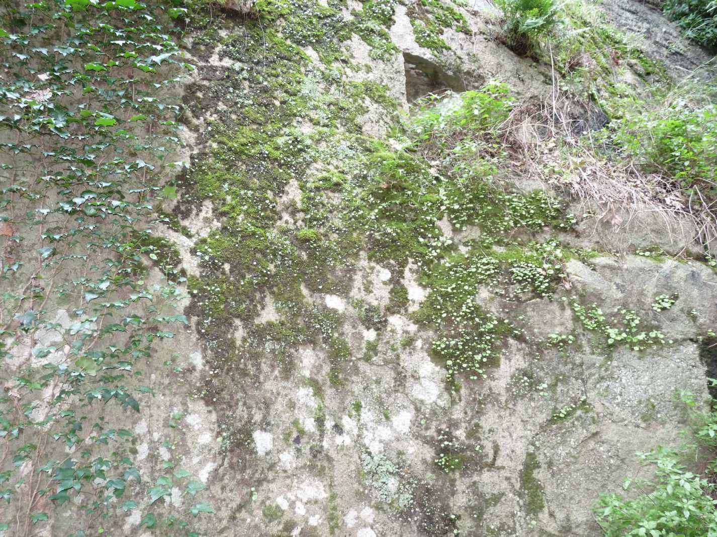 Incontro di Natura Mediterraneo a Roma (FOTO e VIDEO)