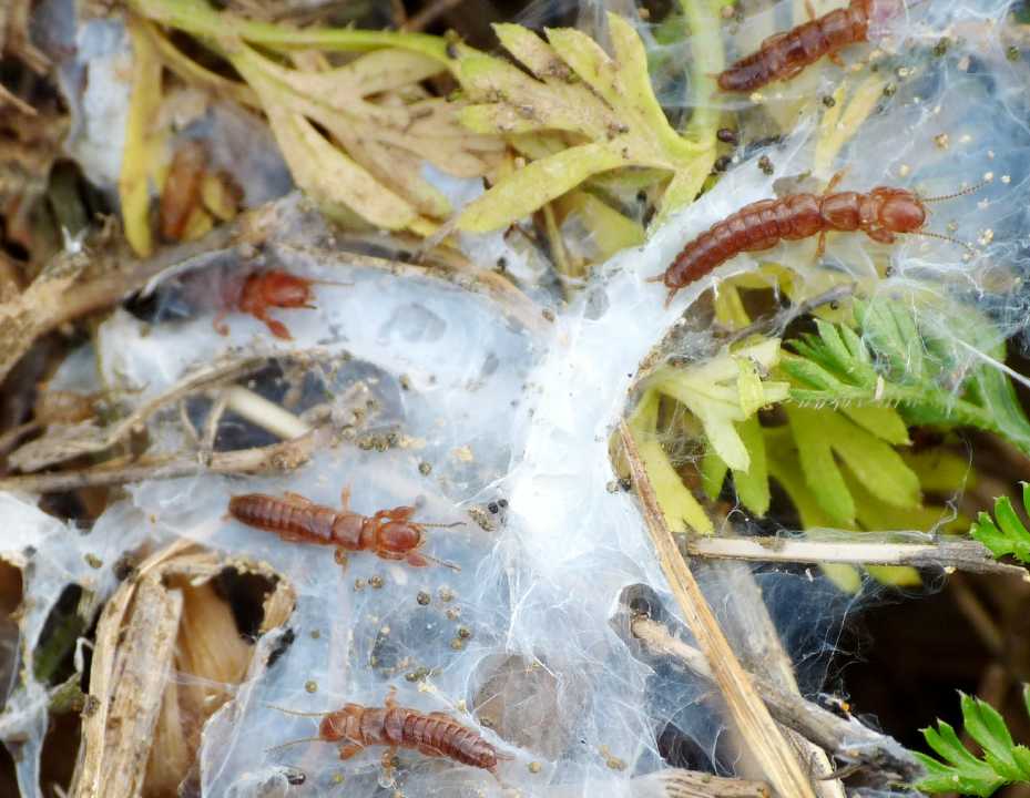 Embioptera