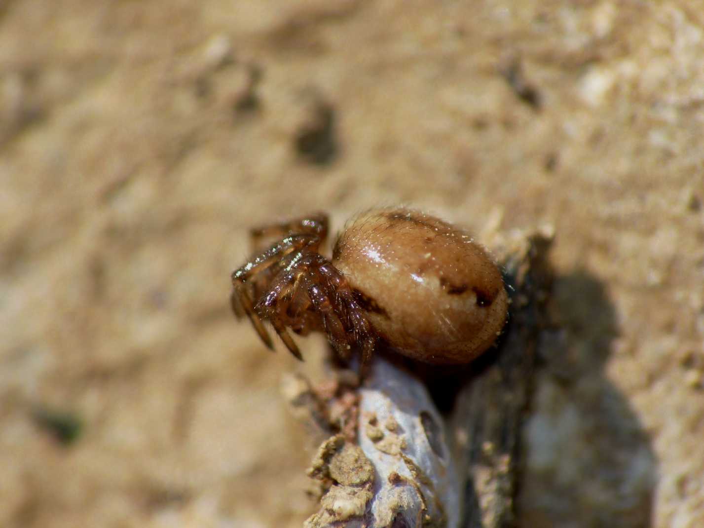 Coppia di Enoplognatha mandibularis con ospite