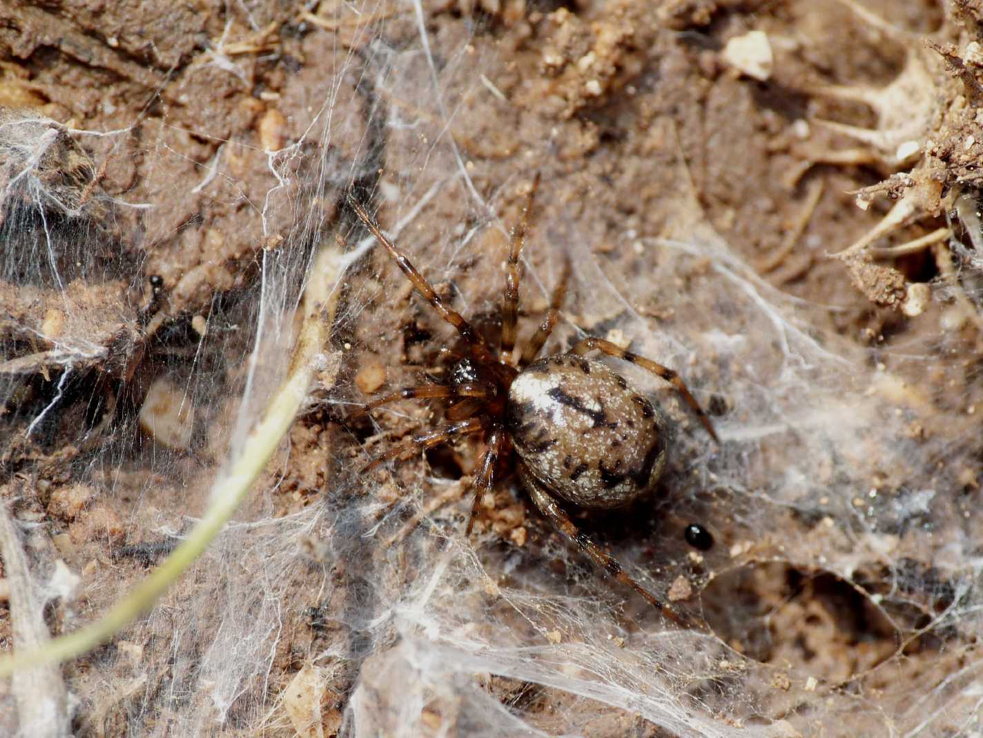 Enoplognatha sp.