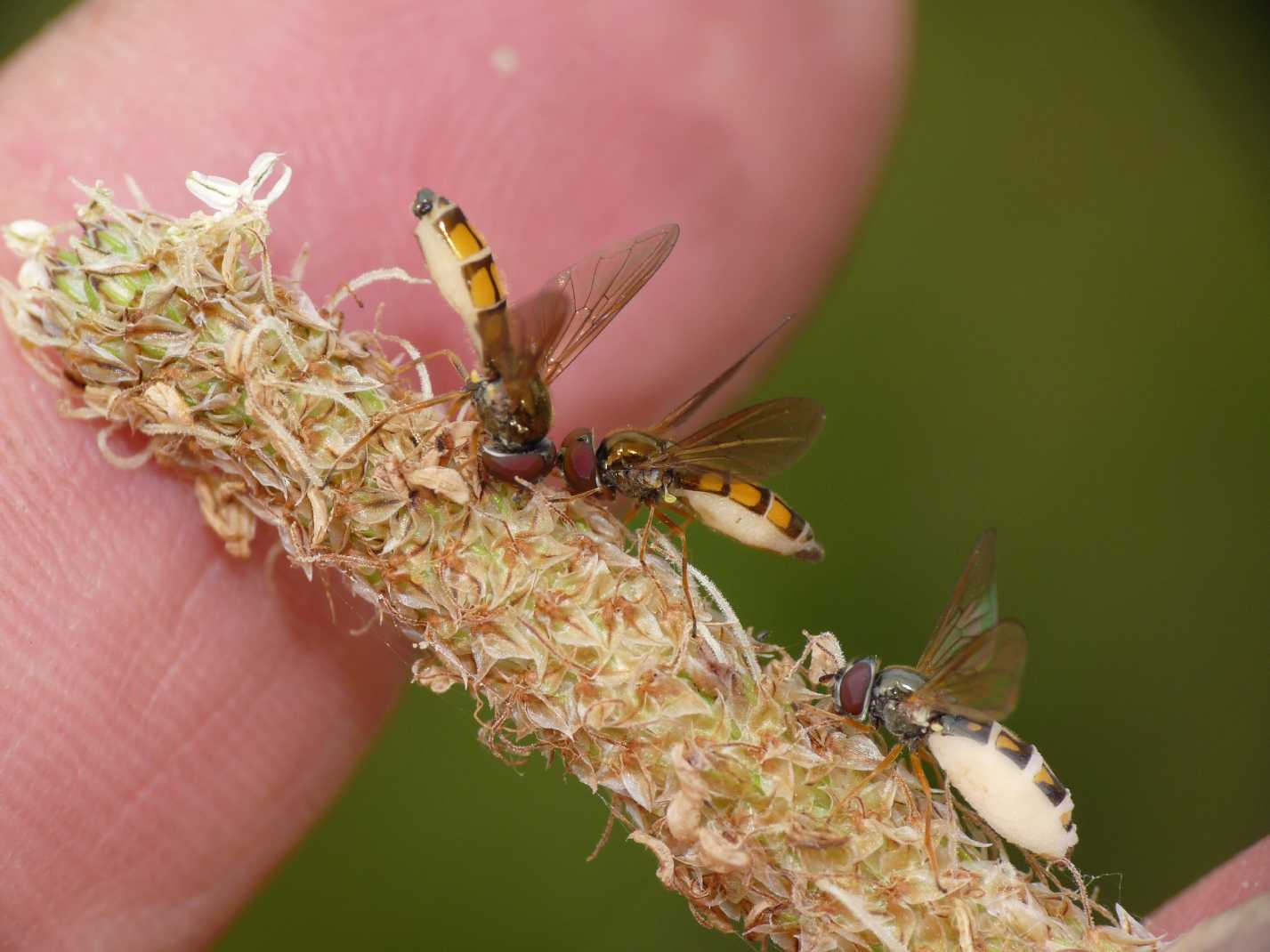 Cos''è successo a questa mosca?