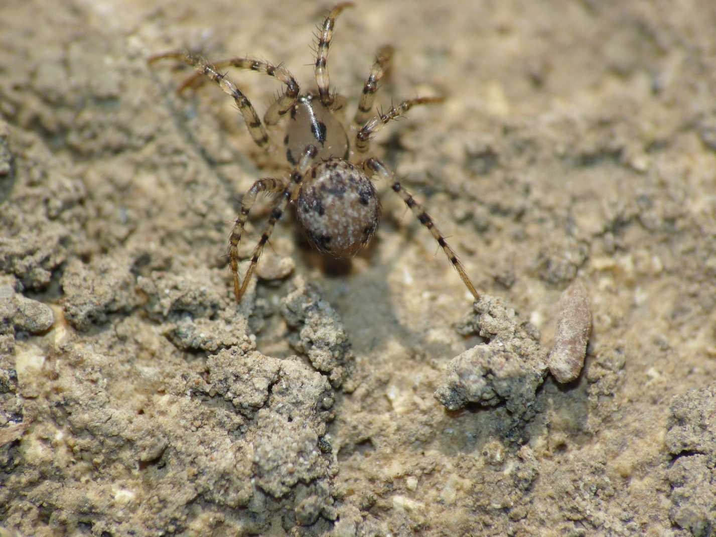 Ero sp. con Latrodectus