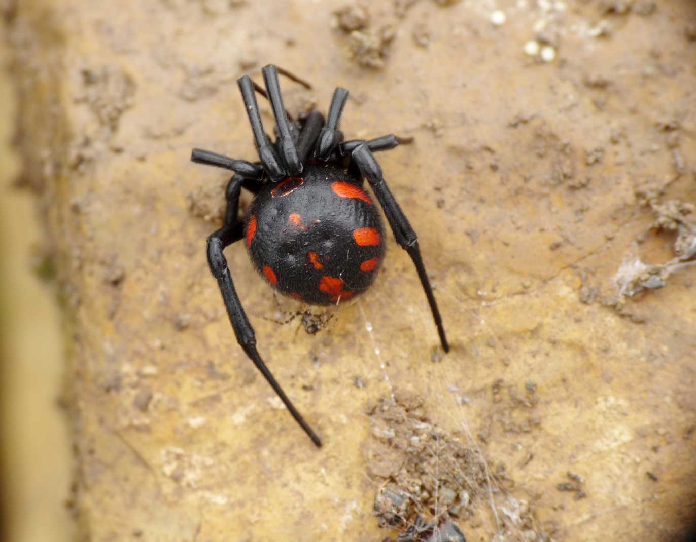 Ero sp. con Latrodectus