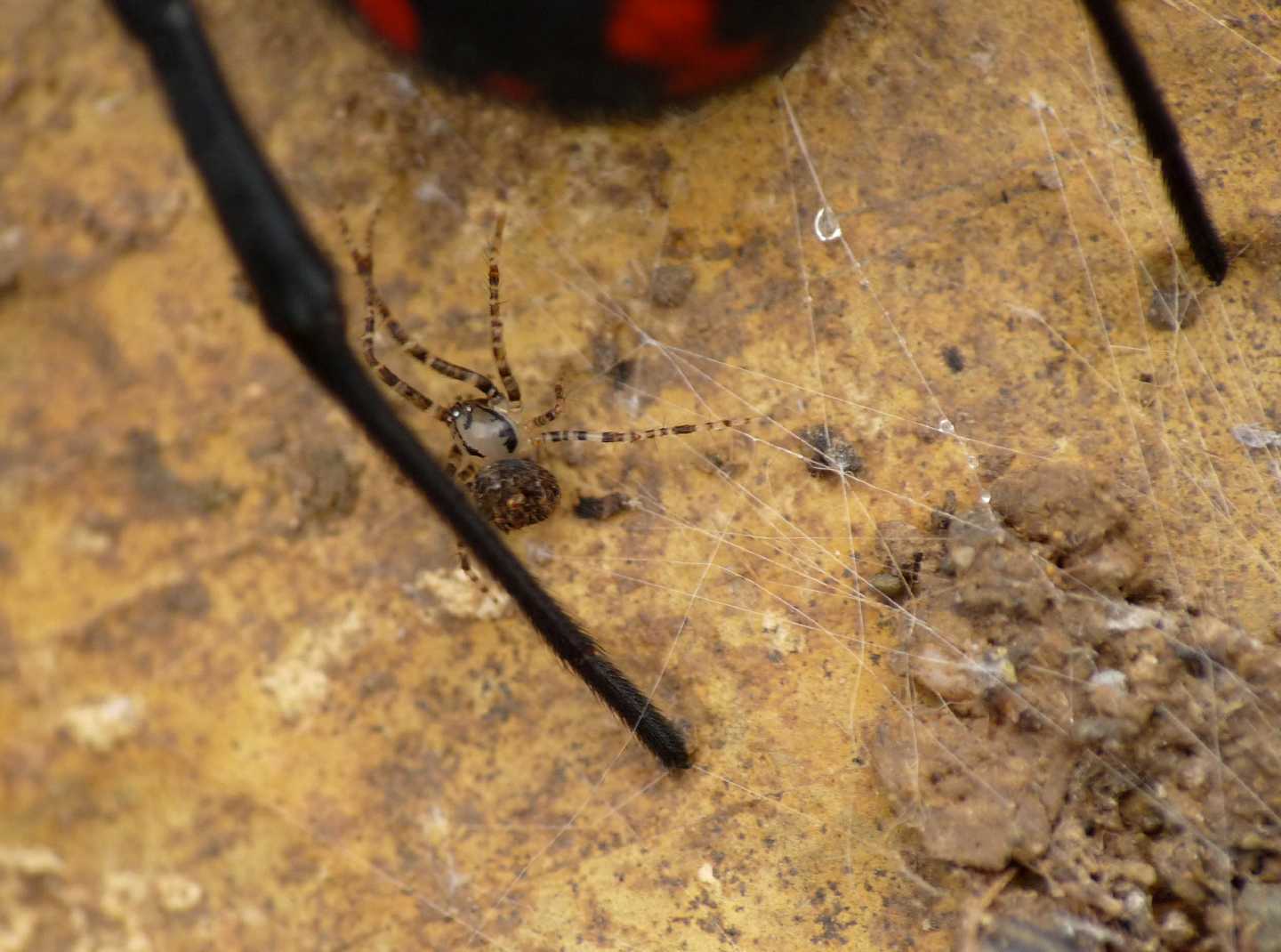 Ero sp. con Latrodectus