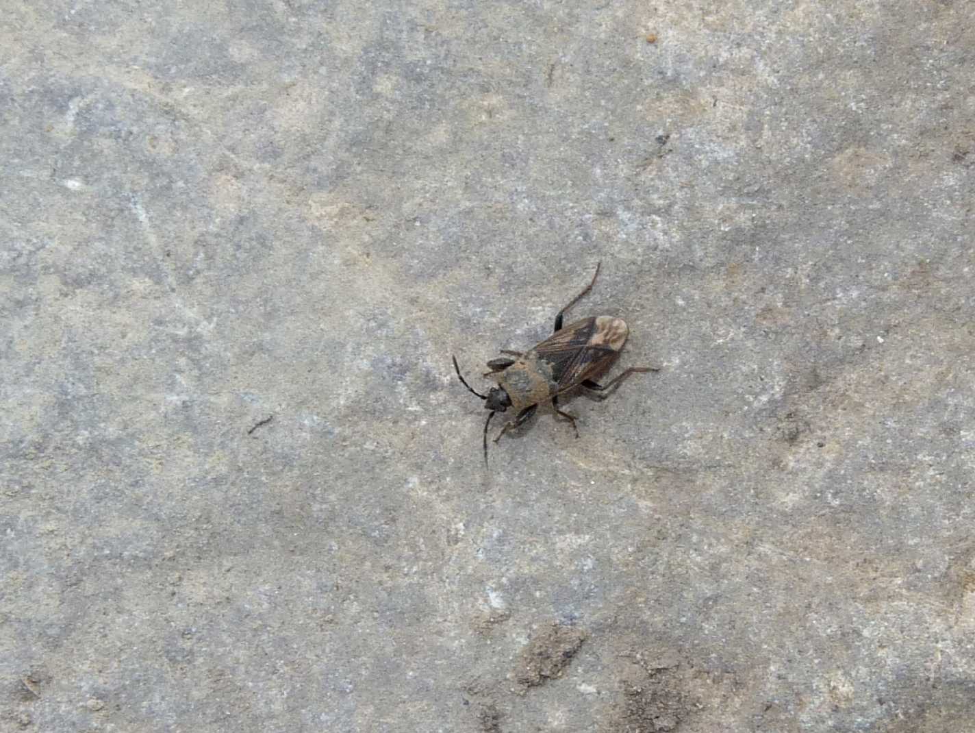 Piccolo eterottero: Megalonotus sp.
