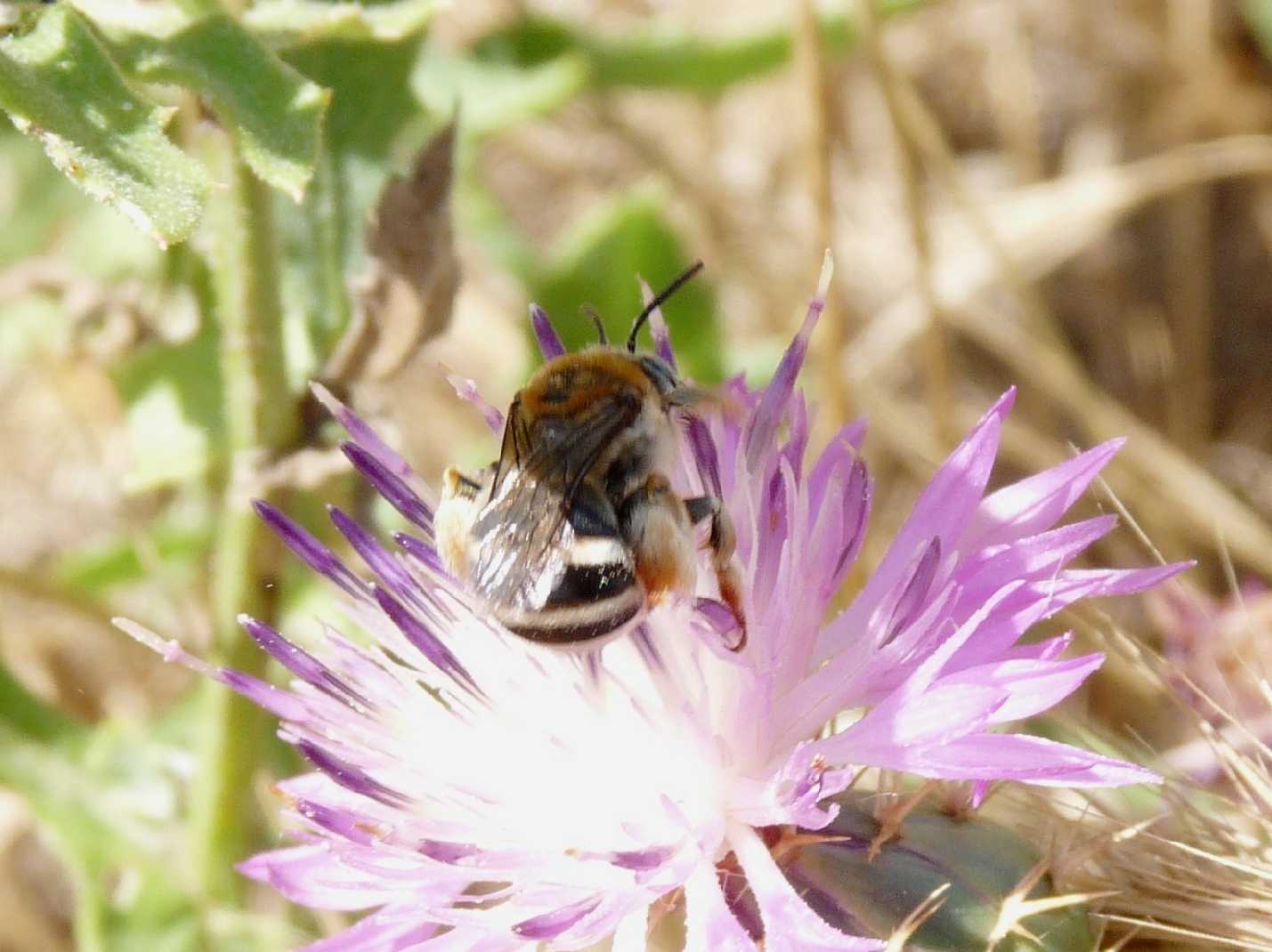 Eucera sp.?