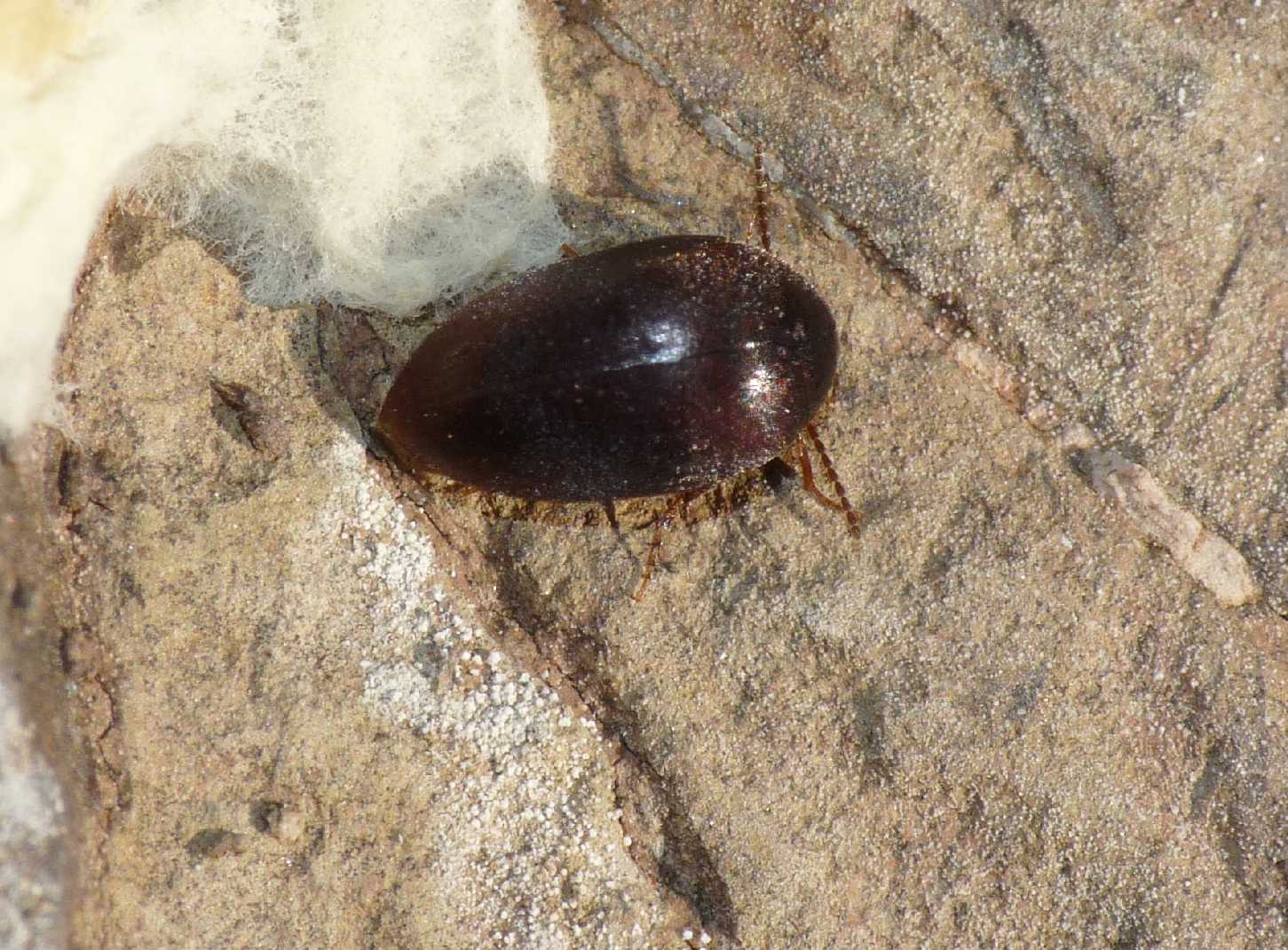 Eucinetidae (con fungo?)