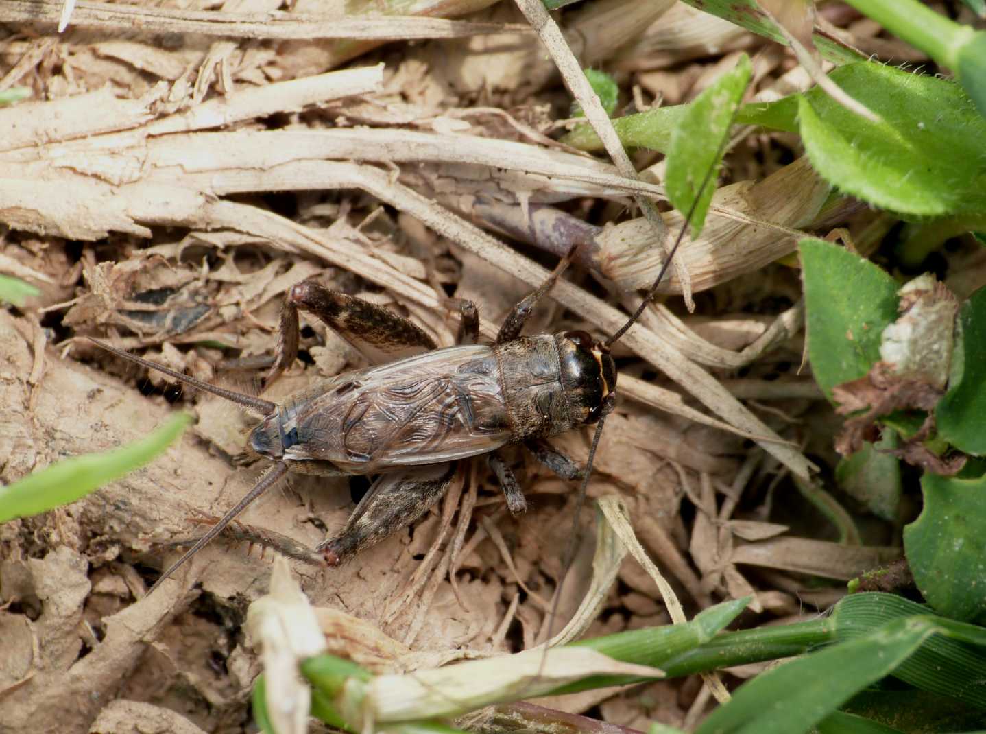 Grilli della Tolfa: Eumodicogryllus bordigalensis