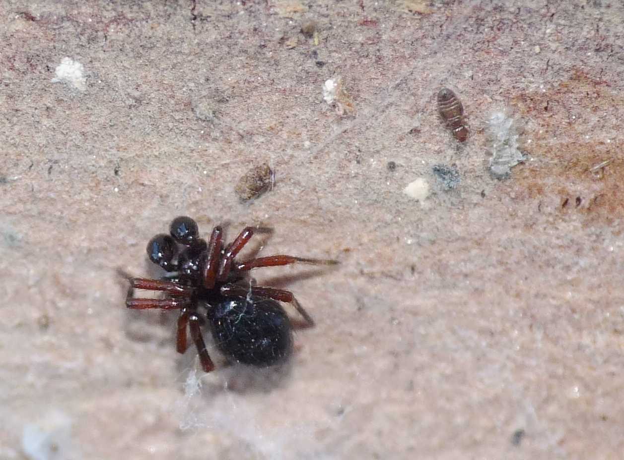 Euryopis sp.