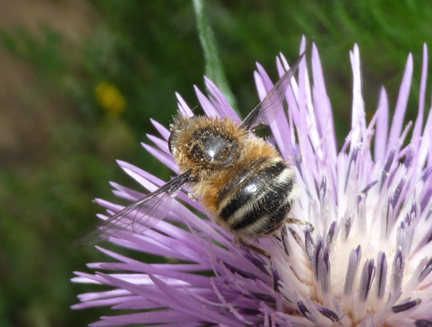 Nemestrinidae: Fallenia fasciata