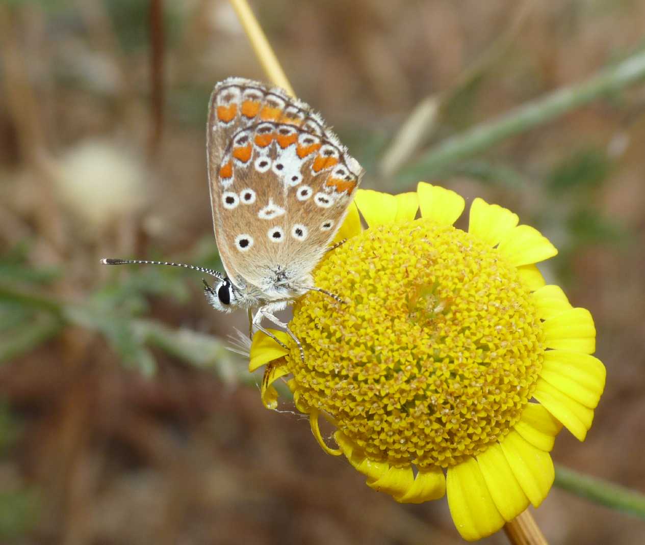Lycaenidae
