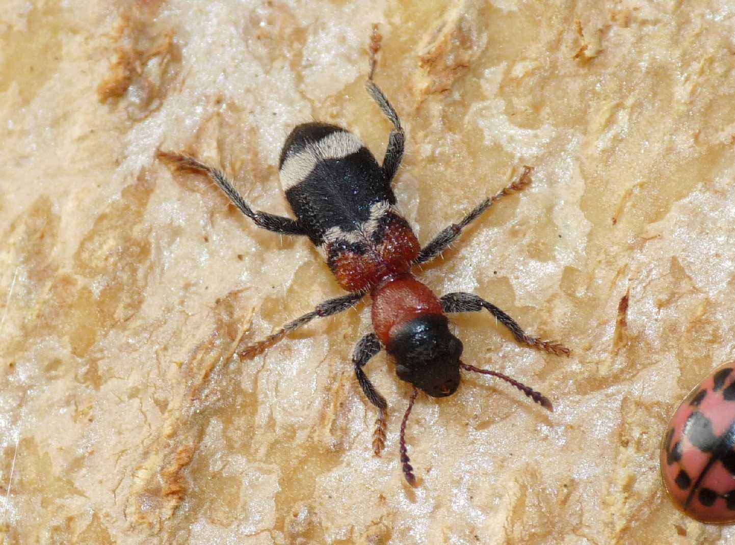 Thanasimus formicarius