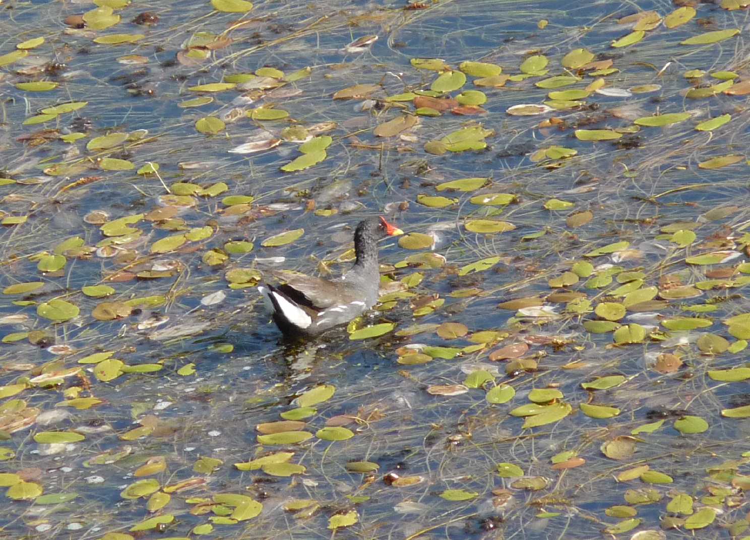 Adulto e giovane di gallinella d''acqua?