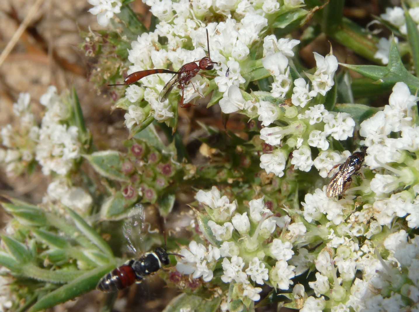 Gasteruption hastator  (Gasteruptiidae)