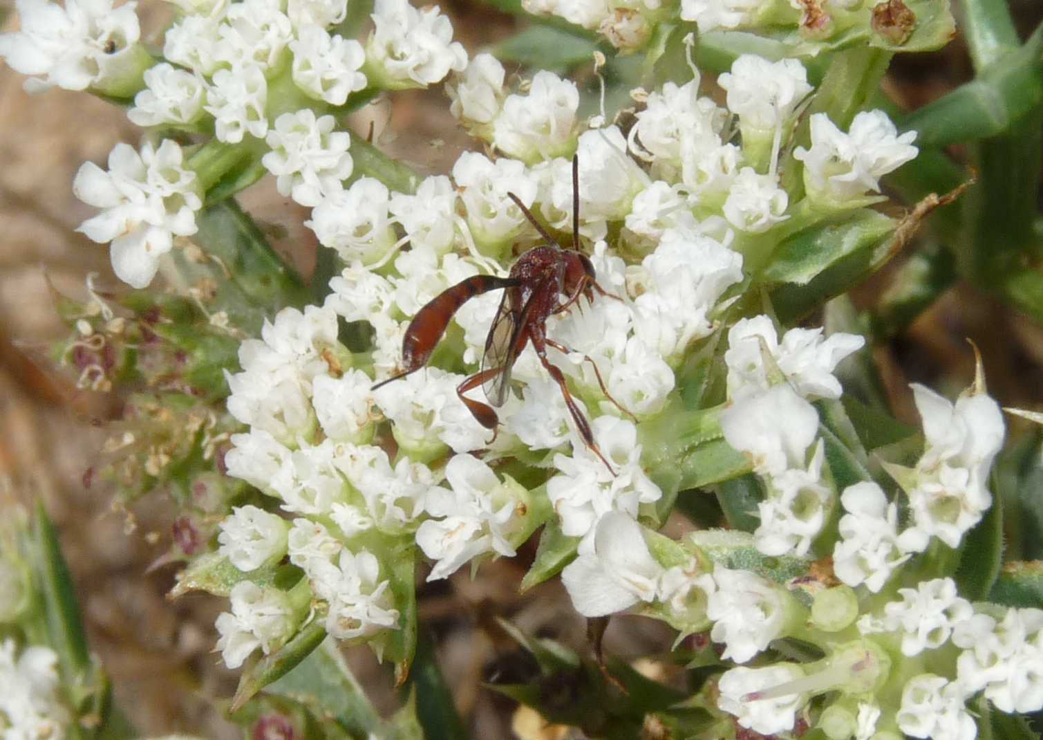 Gasteruption hastator  (Gasteruptiidae)