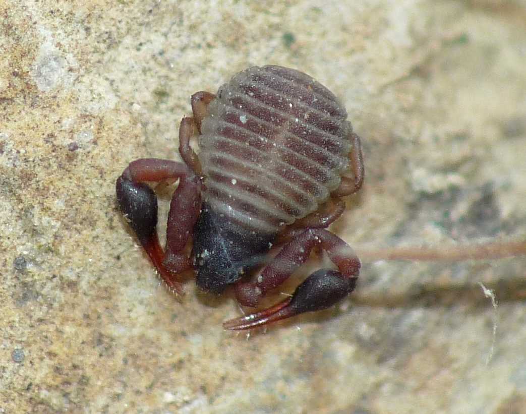 Pseudoscorpiones da Tolfa (Lazio): Geogarypus sp. (Geogarypidae)