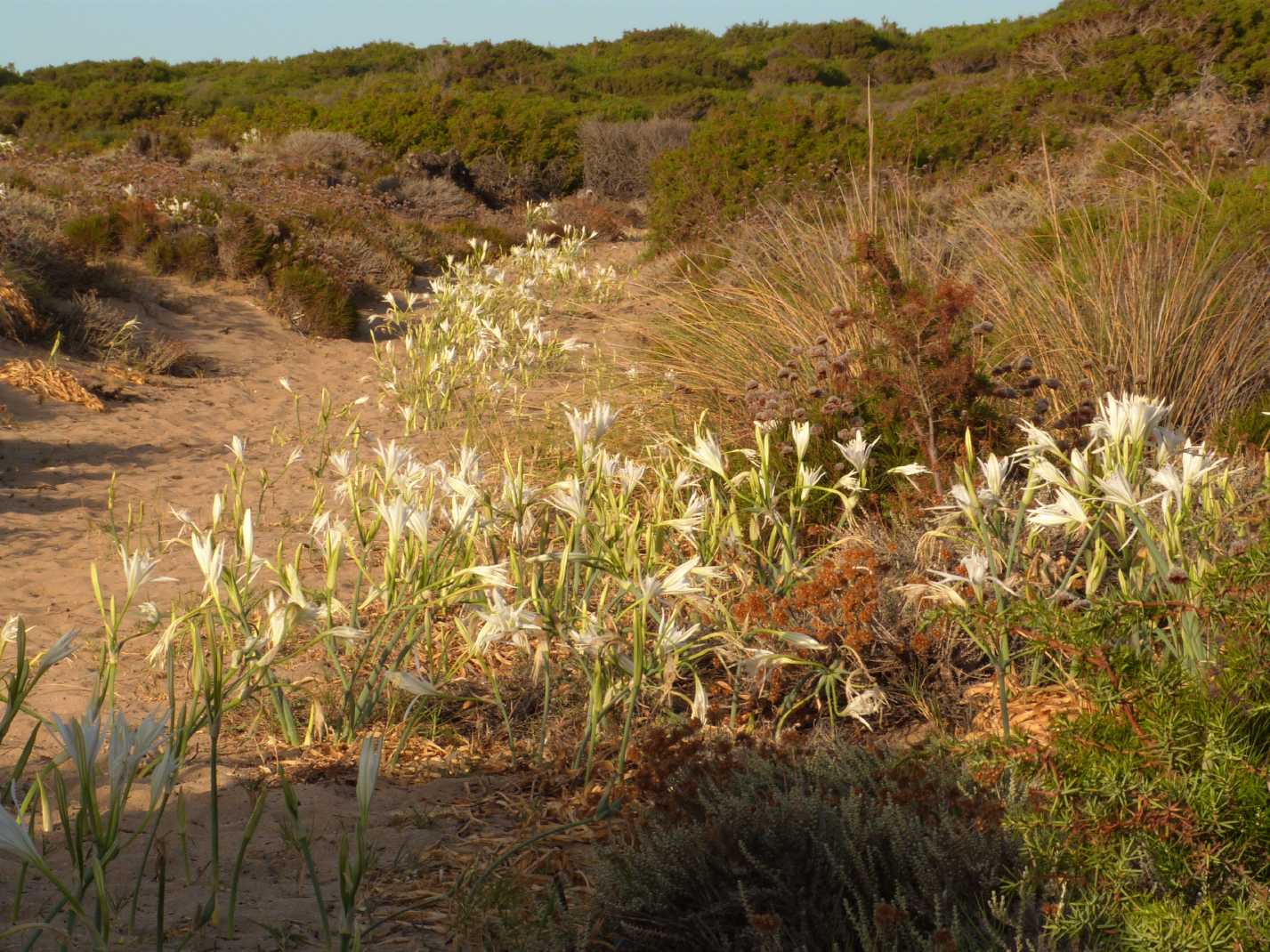 Il sentiero dei gigli di mare:  Pancratium maritimum