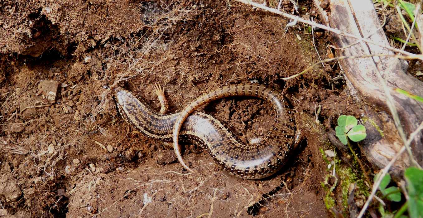 Un Chalcides