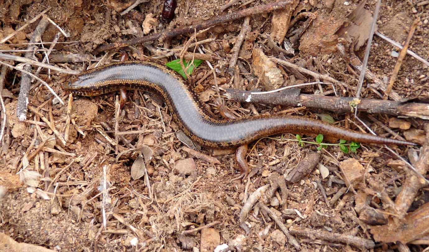 Un Chalcides