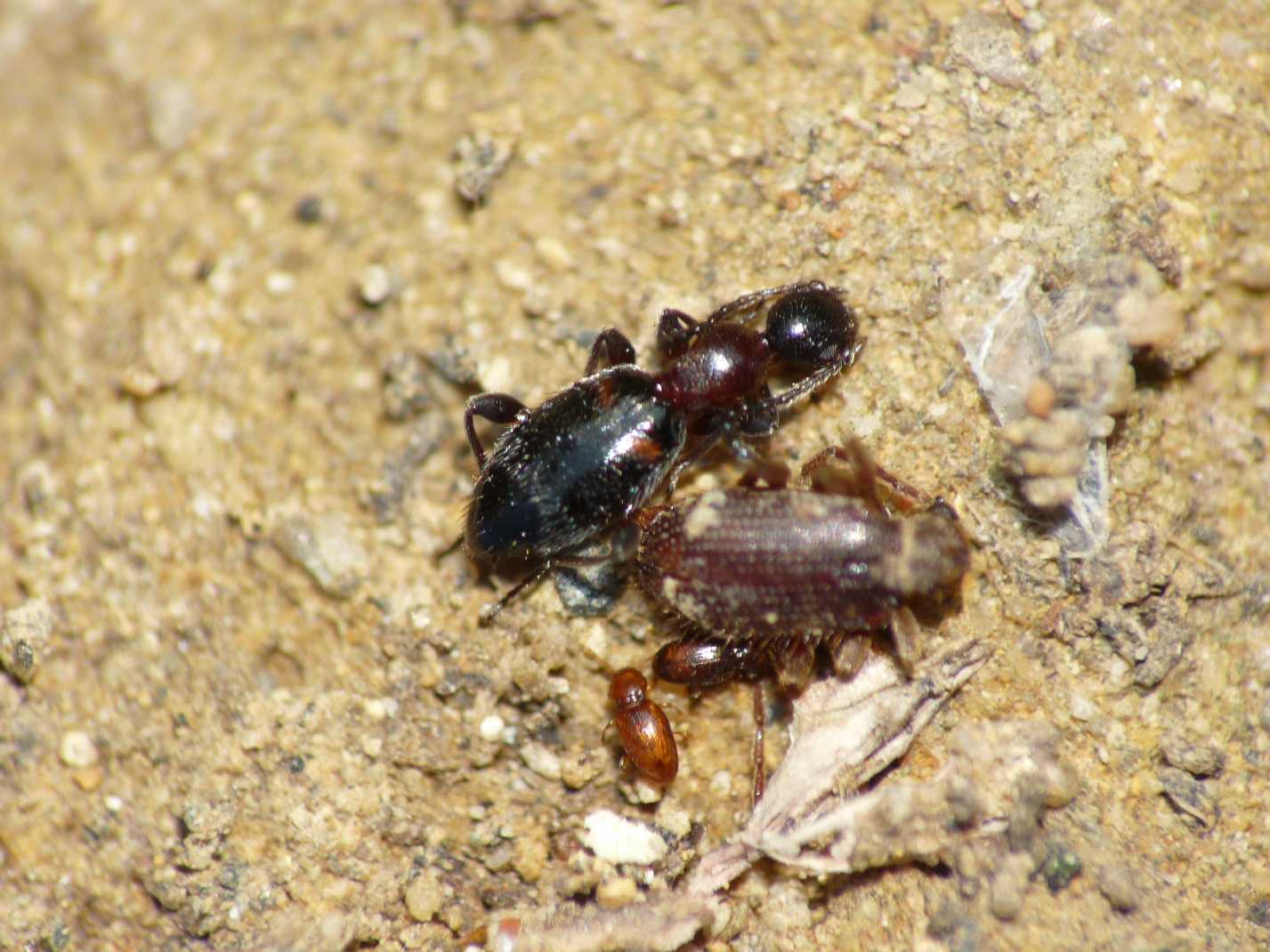 Piccoli coleotteri sotto le pietre