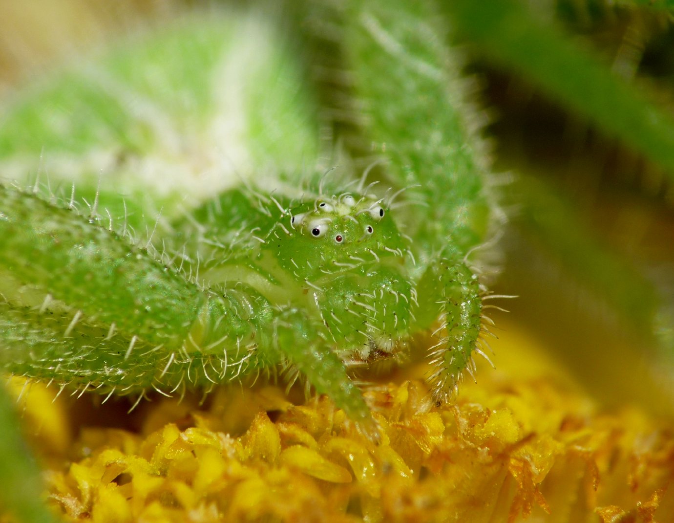 Heriaeus sp.