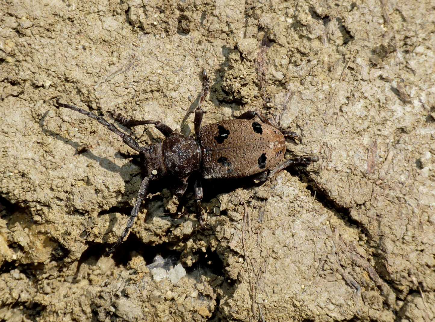 Herophila tristis tristis della Tolfa