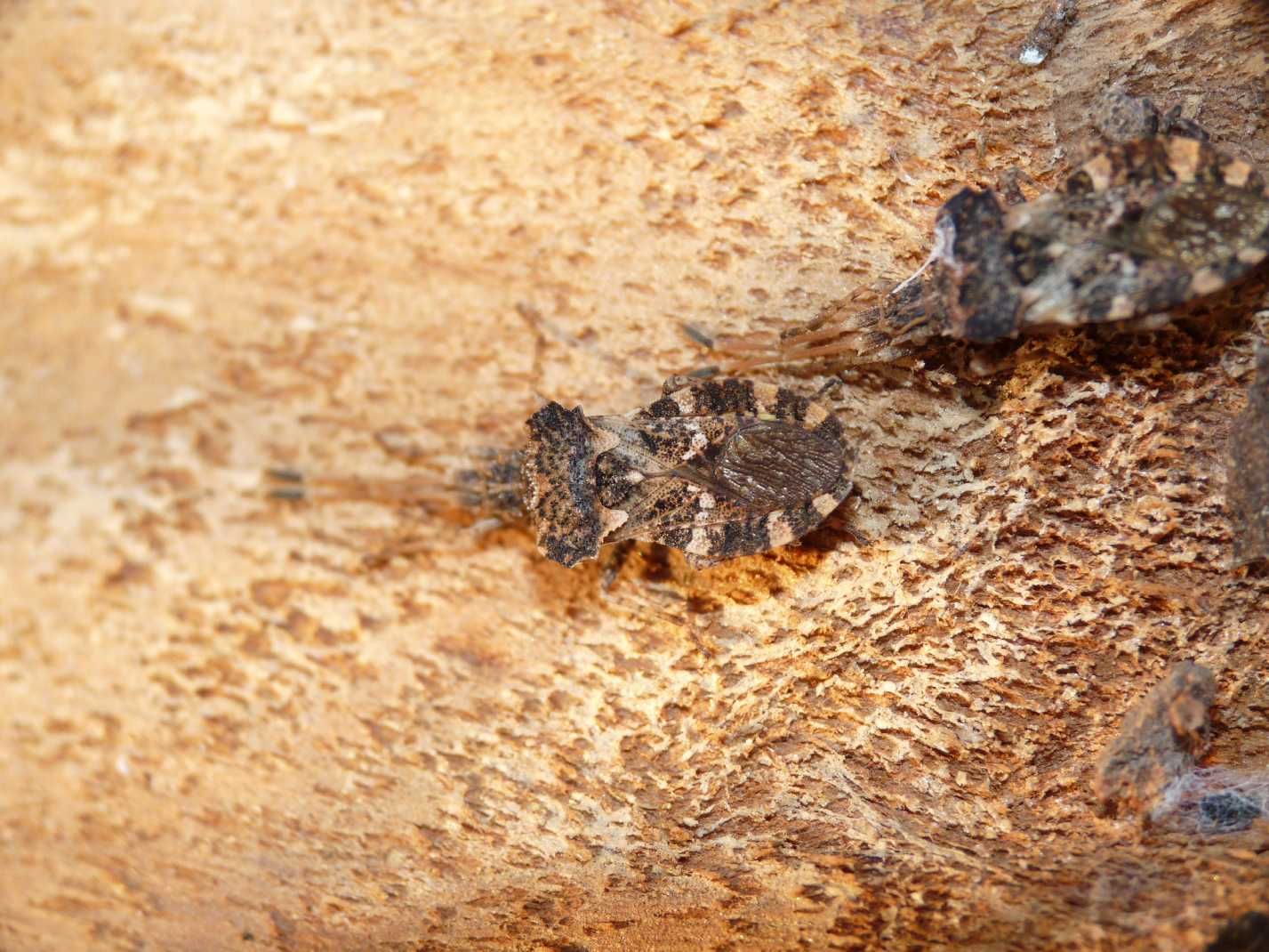 Coreidae: Centrocoris variegatus di Tolfa (RM)