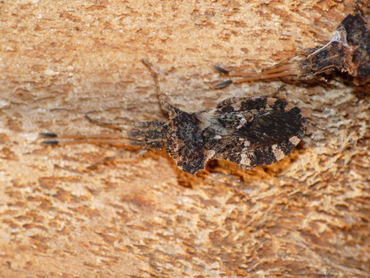 Coreidae: Centrocoris variegatus di Tolfa (RM)