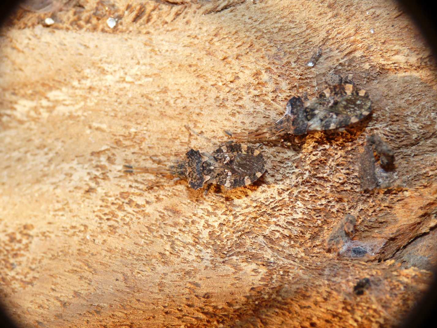 Coreidae: Centrocoris variegatus di Tolfa (RM)