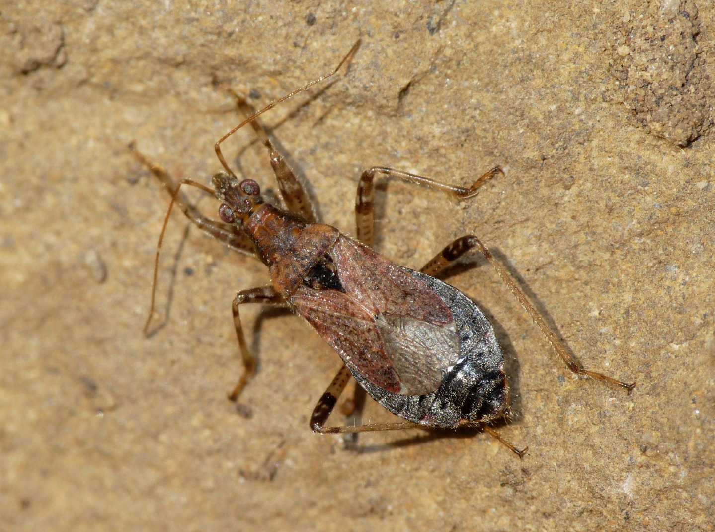 Femmina  e maschio di Himacerus (Aptus) mirmicoides