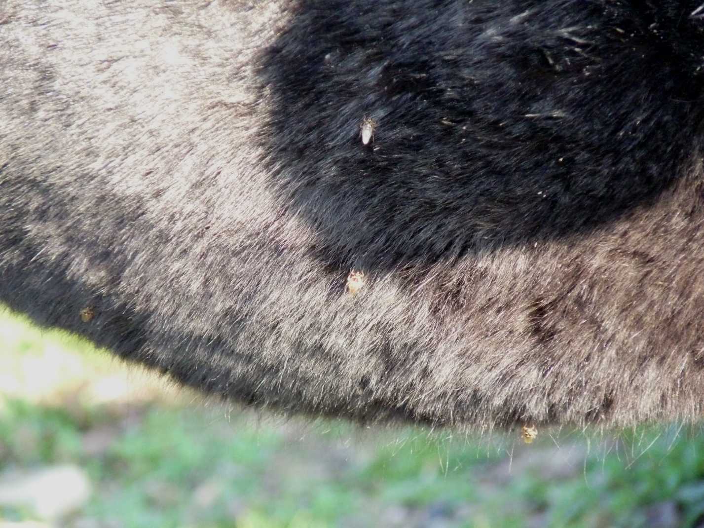 Cavallo tormentato da Hippoboscidae