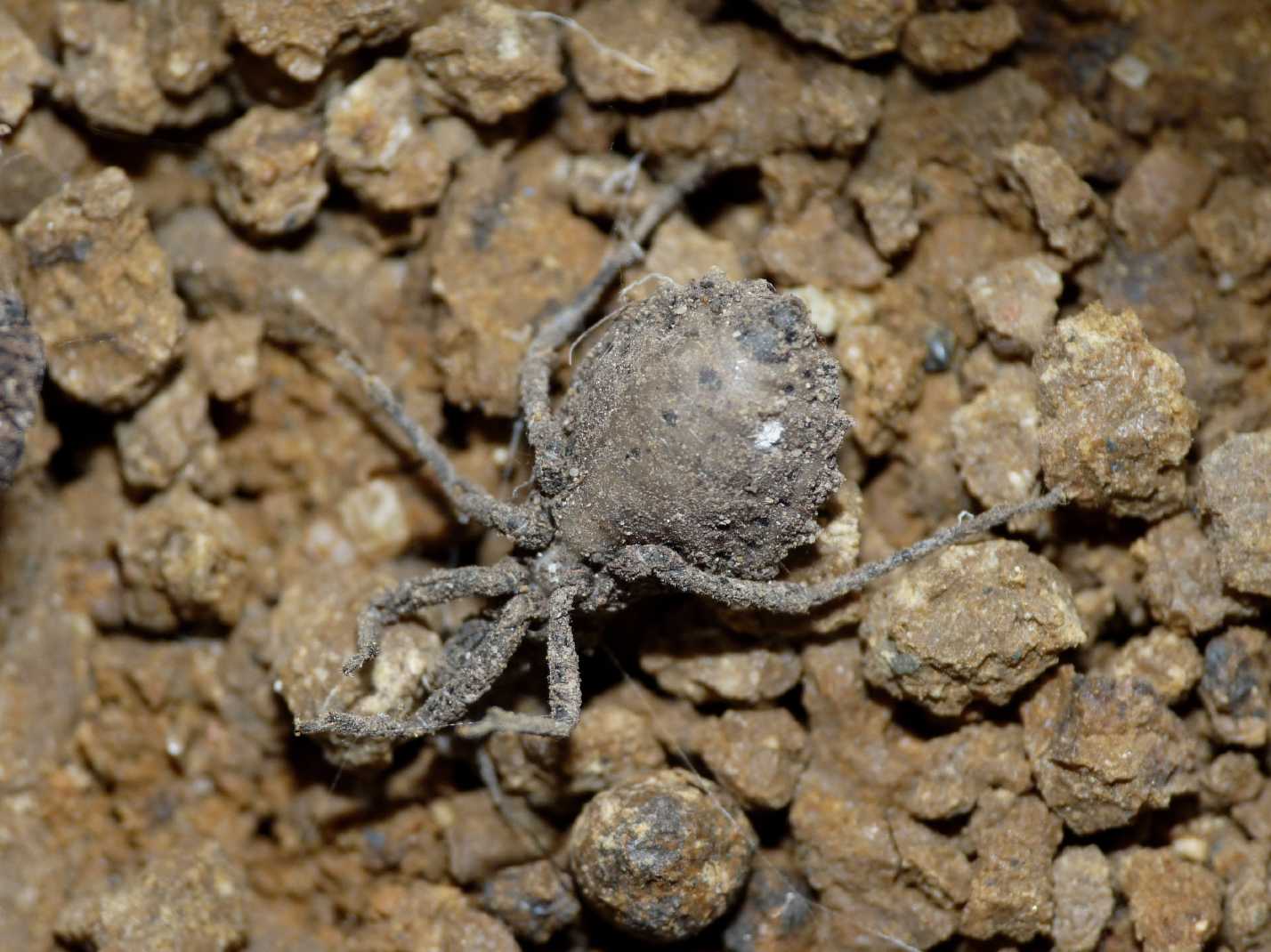 Holotrichius denudatus, ex-ninpha (Tolfa-Lazio) e Marcellina (RM)