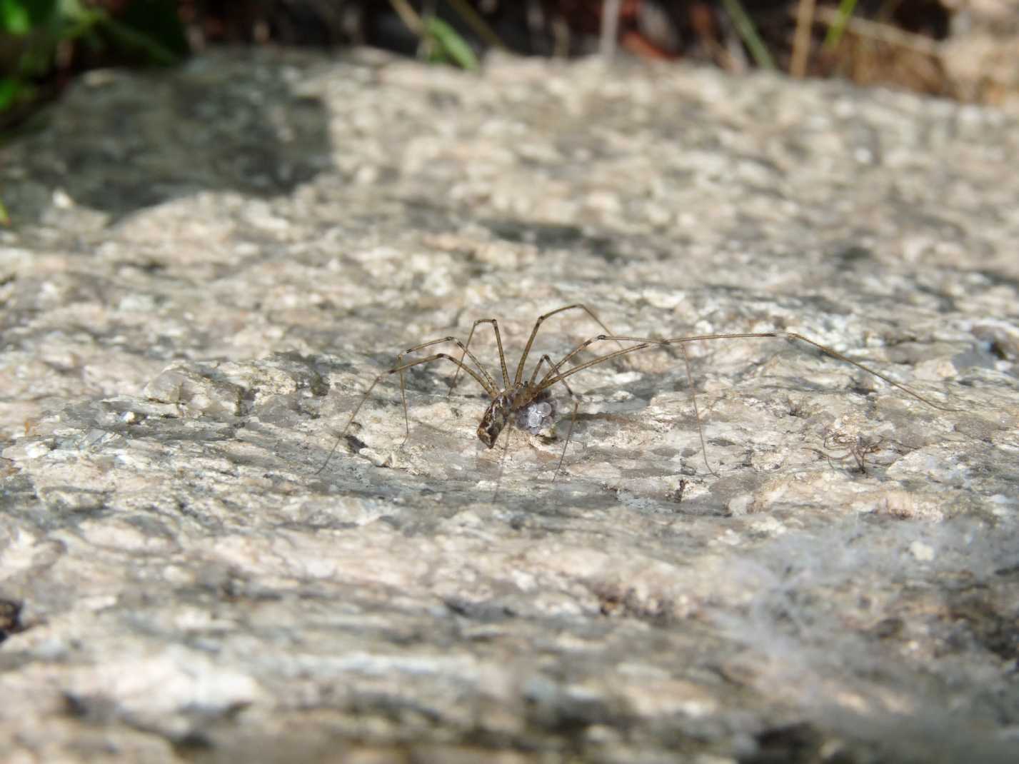 Holocnemus pluchei