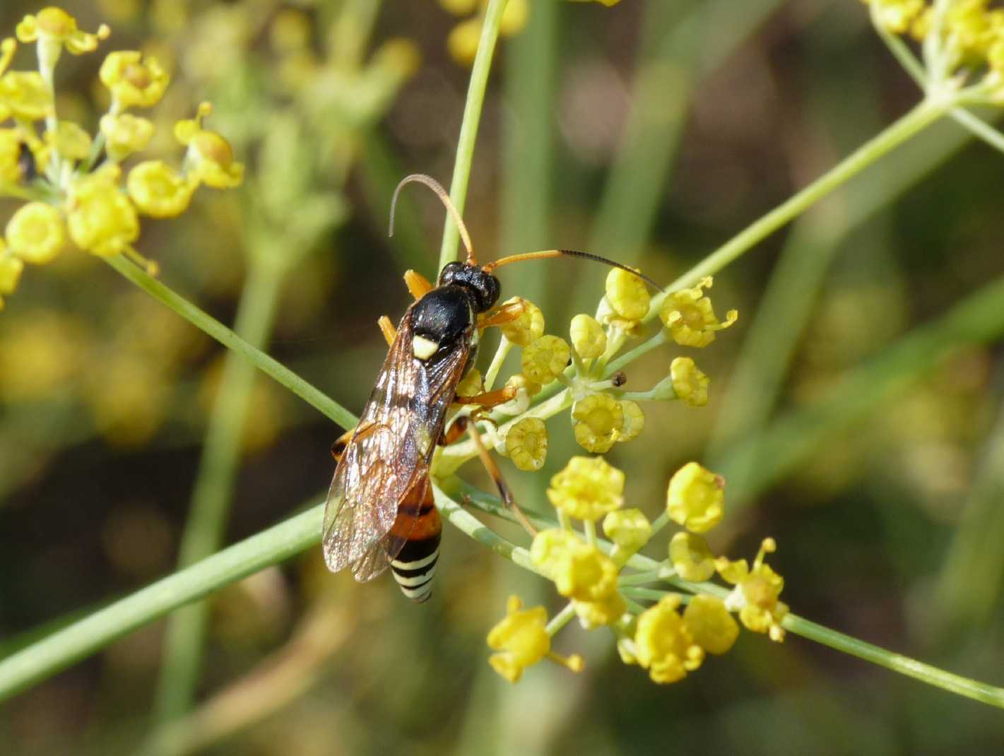 Eutanyacra picta ♂ (Ichneumonidae Ichneumoninae)