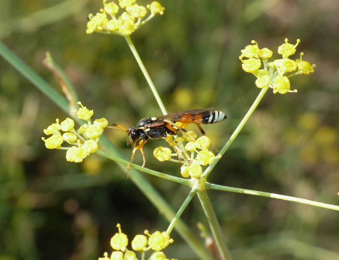 Eutanyacra picta ♂ (Ichneumonidae Ichneumoninae)