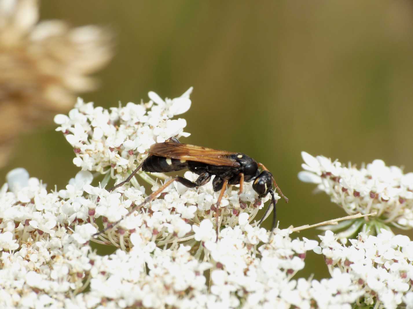 Ichneumonidae? No. Pompilidae