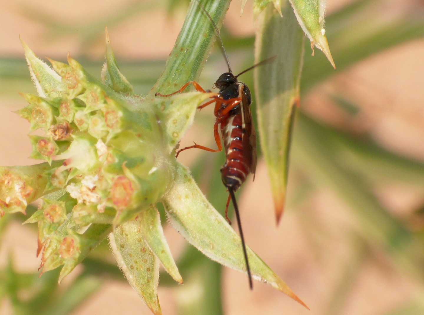 Ichneumonidae Pimplinae , Natura Mediterraneo | Forum Naturalistico