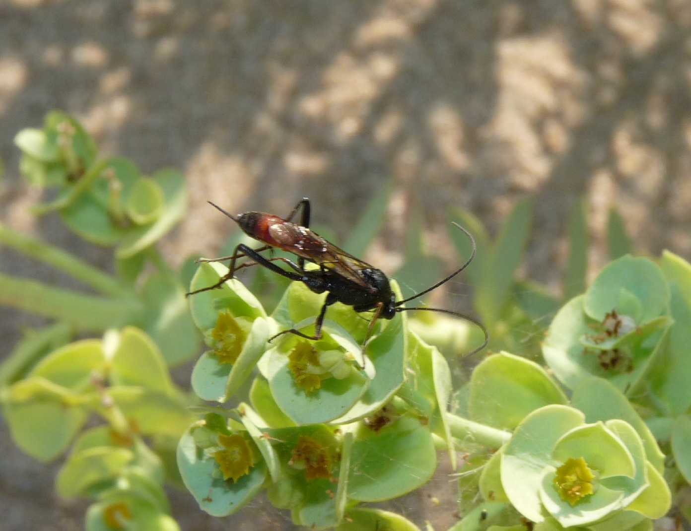 femmina di Ichneumonidae Cryptinae