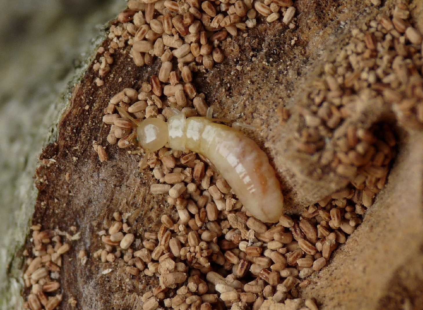 Reticulitermes lucifugus