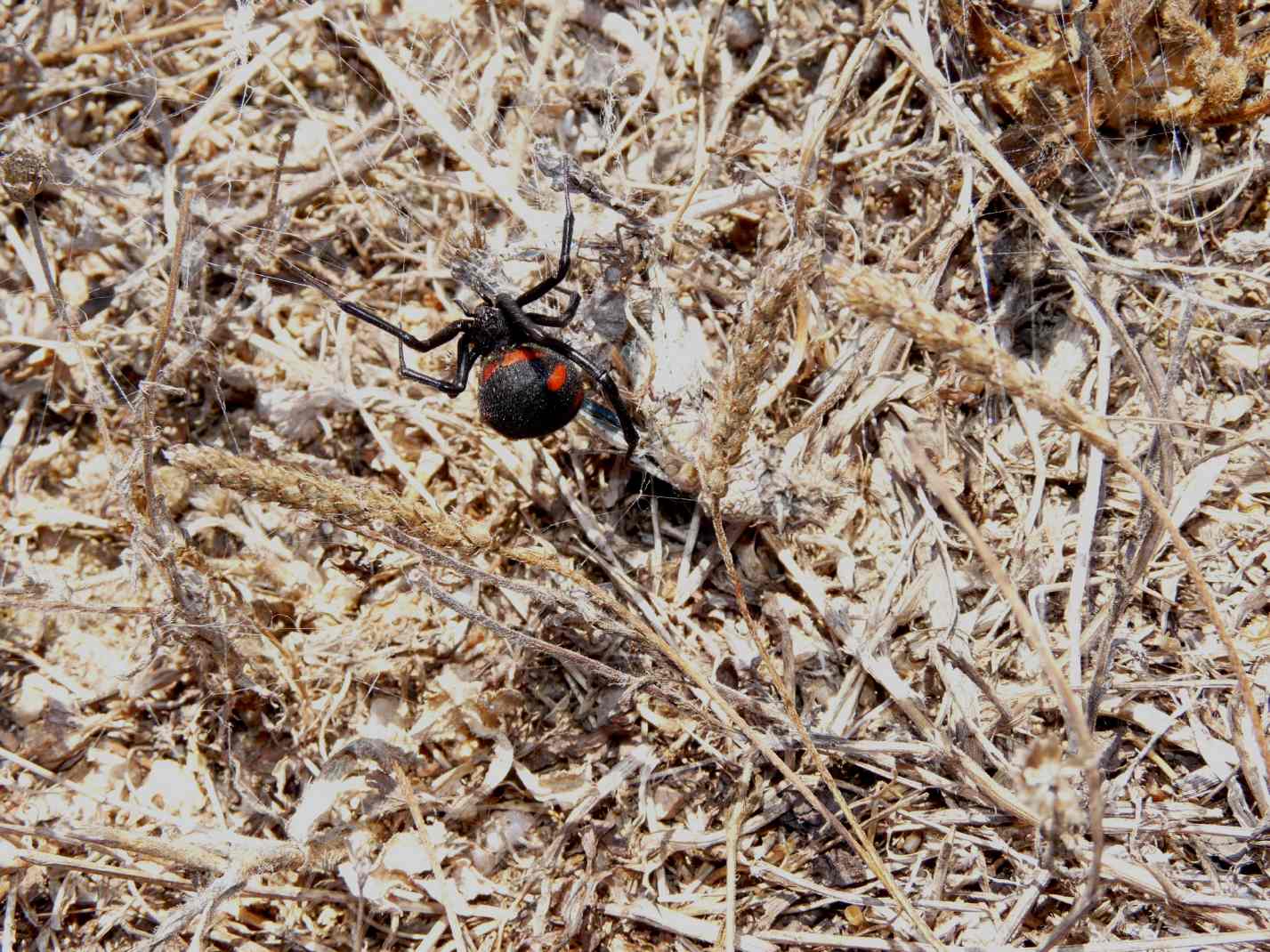 Latrodectus in Sicilia?