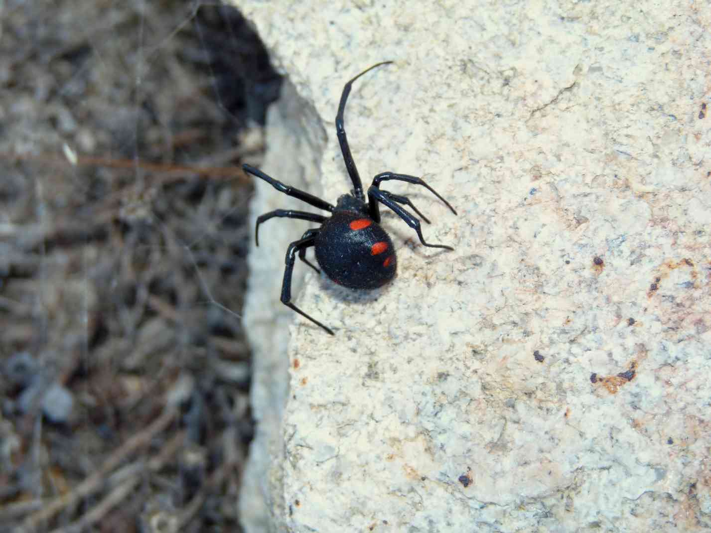 Latrodectus in Sicilia?