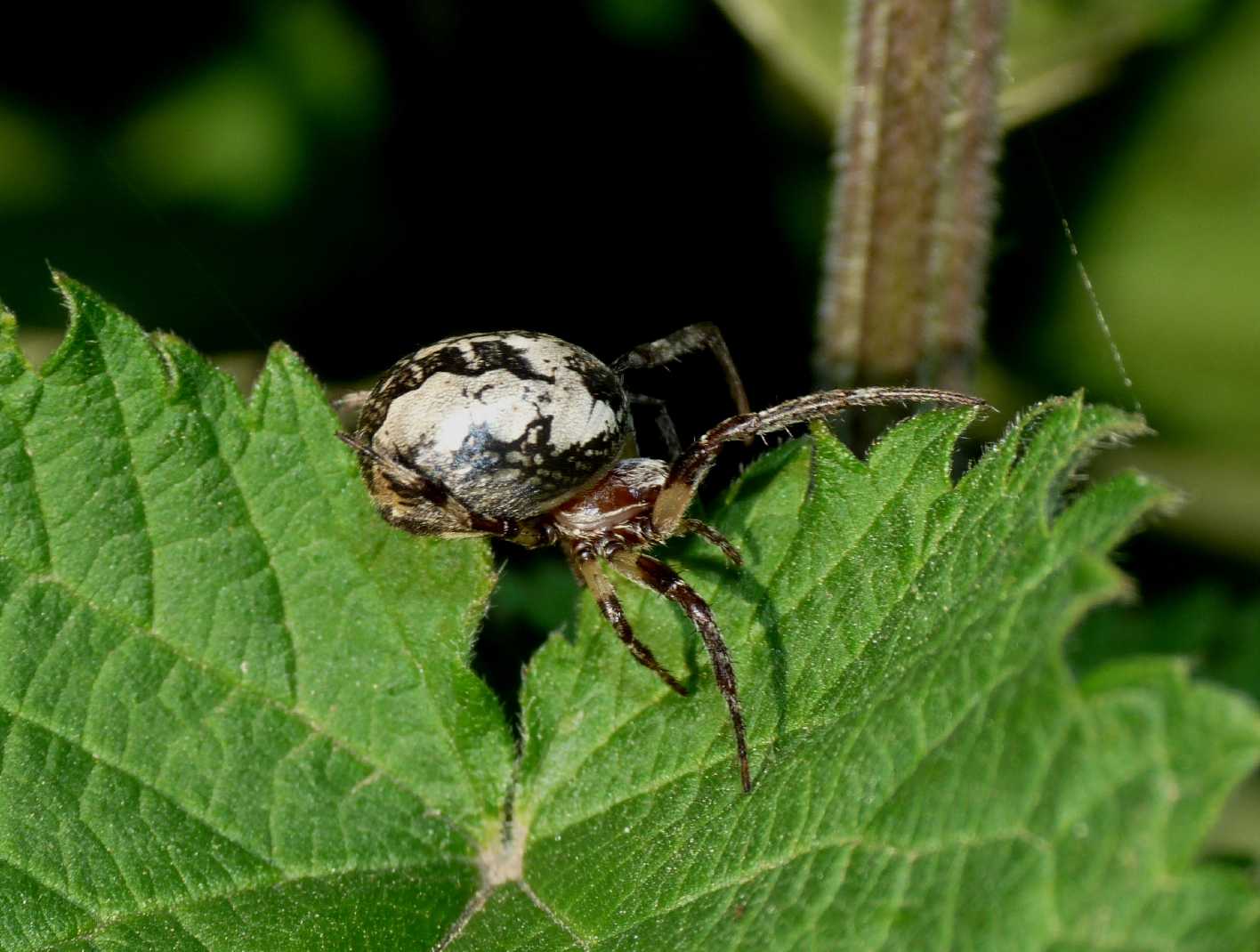 Strano bozzolo (Larinioides sp.)